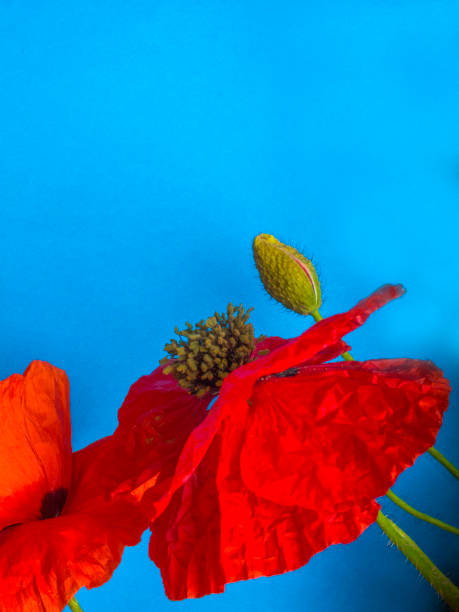 istock Amazing spring red poppy on blue background 1165918820