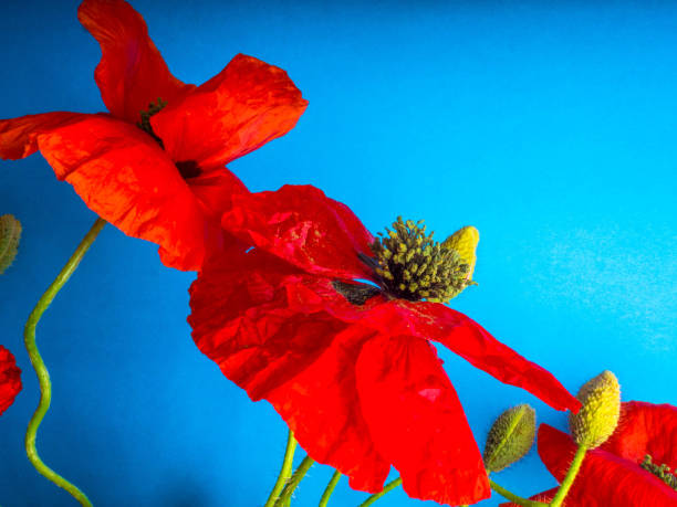 istock Amazing spring red poppy on blue background, selective focus 1165918951