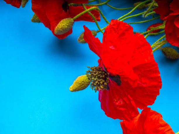 istock Amazing spring red poppy on blue background, selective focus 1165918952