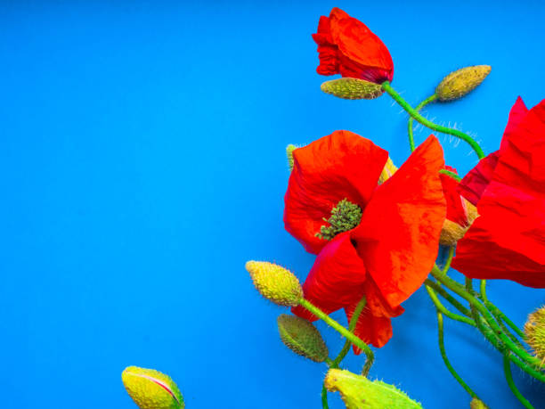istock Amazing spring red poppy on blue background, selective focus 1165918962