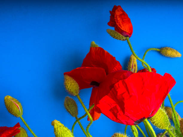 istock Amazing spring red poppy on blue background 1165919670
