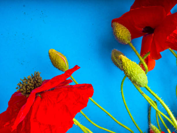 istock Amazing spring red poppy on blue background 1165919723