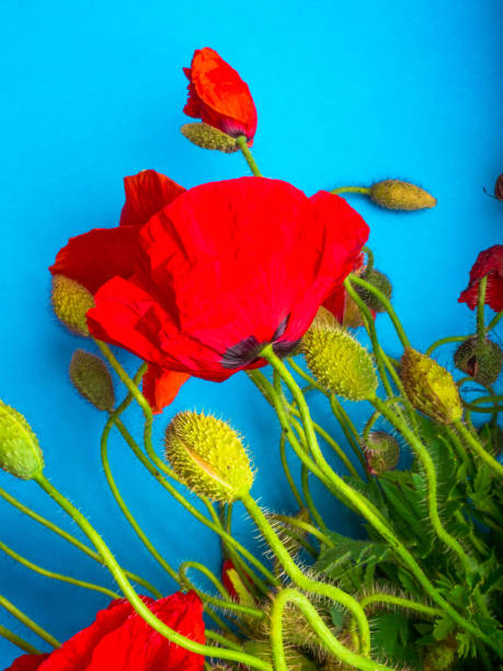 istock Amazing spring red poppy on blue background, selective focus 1165919747