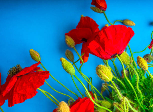 istock Amazing spring red poppy on blue background, selective focus 1165919750