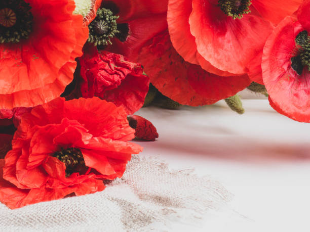 istock Beautiful red poppy flowers on white background 1165919941