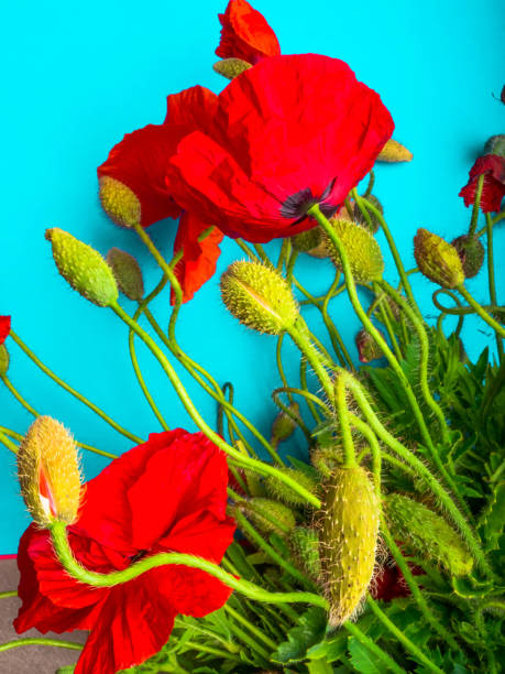 istock Amazing spring red poppy on blue background, selective focus 1165920051