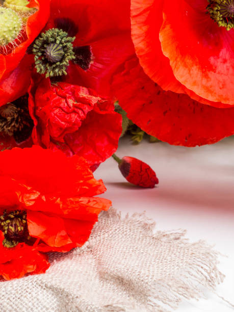 istock Beautiful red poppy flowers on white background 1165920063