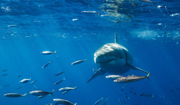 istock Cage Diving with Great White Sharks in Guadalupe, Mexico 1165921316