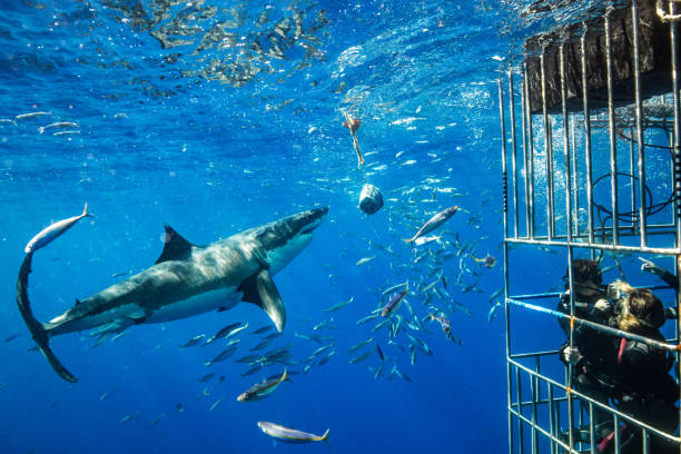Cage Diving with Great White Sharks in Guadalupe, Mexico Cage Diving with great white sharks off the island of Guadalupe in Mexican waters of the Pacific Ocean cage photos stock pictures, royalty-free photos & images