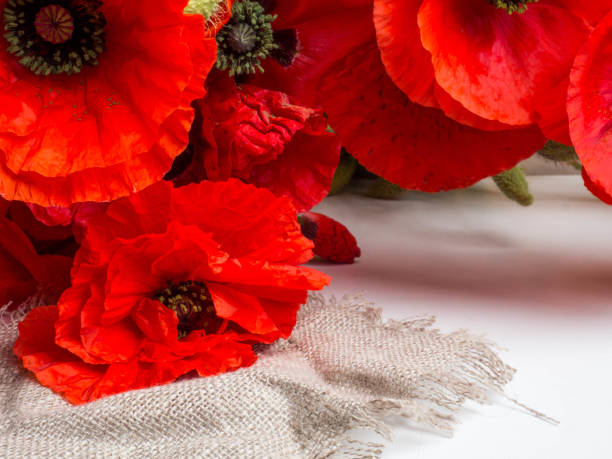 istock Beautiful red poppy flowers on white background 1165921714