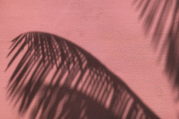 istock Palm leaves shadow on neon pink color painted concrete wall texture summer background. 1165923907
