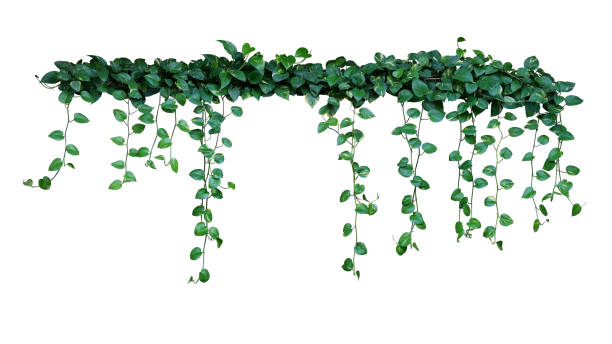 pflanzenbusch mit hängenden reben aus grünen bunten herzförmigen blättern teufelsefeu oder goldene pothos (epipremnum aureum), die tropische laubhauspflanze isoliert auf weißem hintergrund mit clipping-pfad. - anthurium flower formal garden tropical climate stock-fotos und bilder