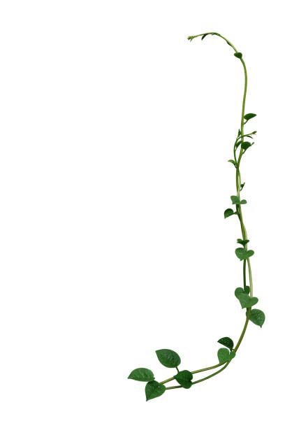 하트 모양의 녹색 즙이 많은 잎의 자연 프레임 레이아웃 포도 나무 식물 말라바르 시금치 또는 크리핑 포도 나무 시금치 (바셀라 알바) 흰색 배경에 고립 된, 클리핑 경로 포함. - creeper plant herb frame isolated 뉴스 사진 이미지