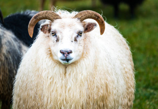 istock Portrait of a Beautiful Ram 1165924761