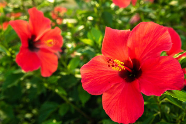 istock Beautiful Tropical Flowers in Hawaii 1165925041