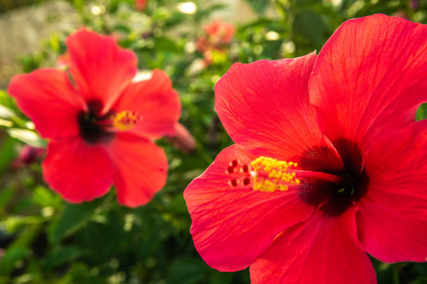 istock Beautiful Tropical Flowers in Hawaii 1165926173