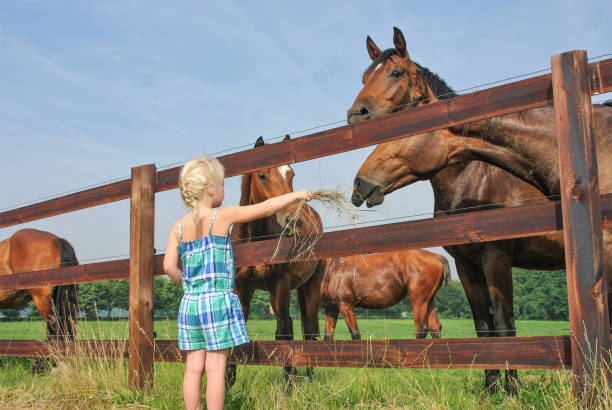 Little girl is feedinjg the horse on a warm summer day