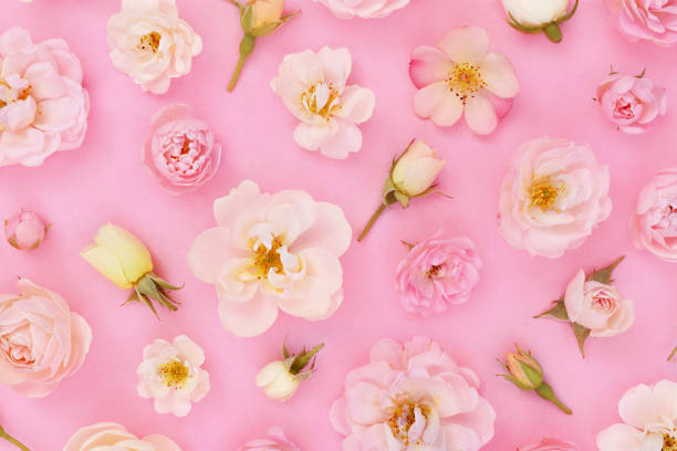 istock Summer blossoming delicate rose blooming flowers 1165928020