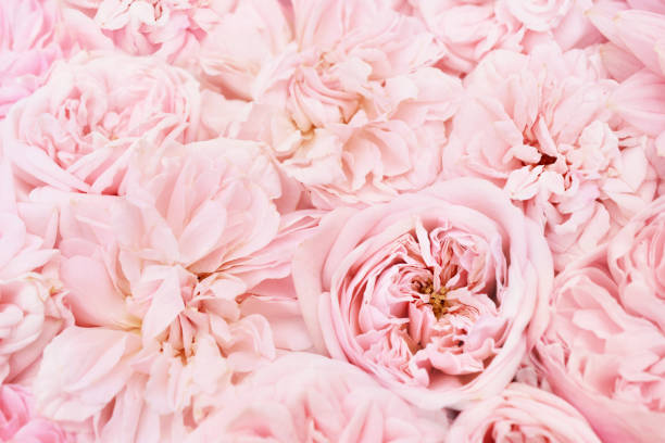 istock Summer blossoming delicate rose blooming flowers 1165928069