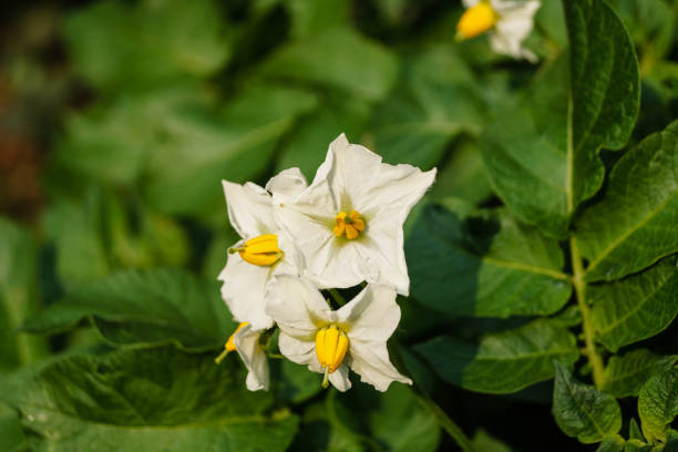 istock Sweet potato - Ipomoea potatoes 1165929326