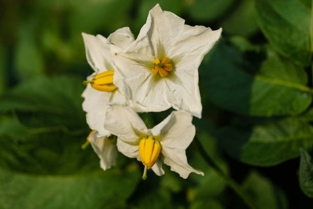 istock Sweet potato - Ipomoea potatoes 1165929333