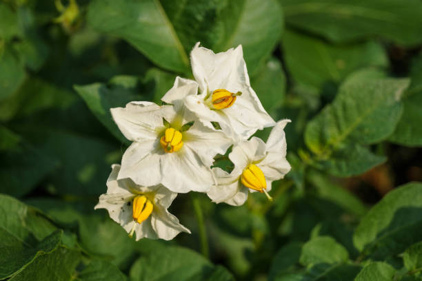 istock Sweet potato - Ipomoea potatoes 1165929372