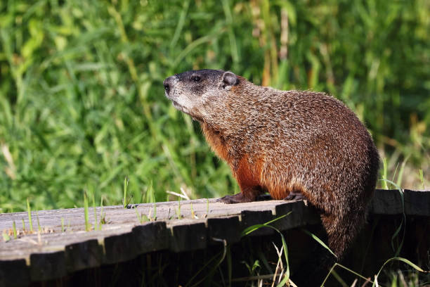 istock The groundhog (Marmota monax), also known as a woodchuck, american rodent 1165932008