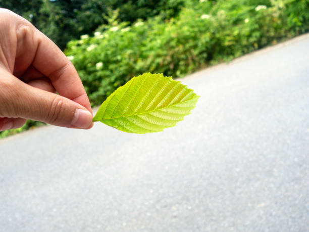 nature and hand is holding leaf on asphalt road