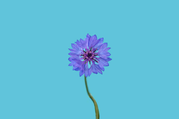 istock Beautiful lilac  cornflower flower on a uniform blue background. Spring or summer background with copy space for text. Minimal concept, copy space. 1165937135