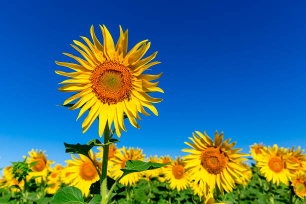istock yellow sunflowers under blue sky 1165937897