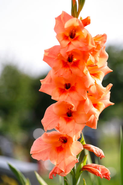 This is a photograph of an orange garden flower, Gladiolus 'Lucifer'. Lucifer originally meant the dawn or morning star, but came to represent another name for the Devil. Consequently, this might be regarded as the Devil's flower, or the Devil's fire.