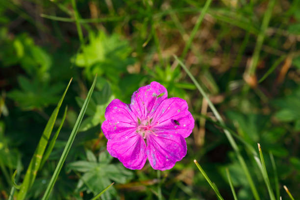 istock Blood or bloody cranesbill Geranium sanguineum 1165937925