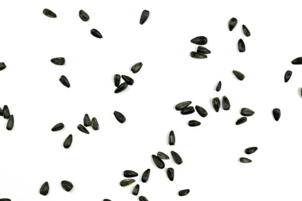 istock Sunflower seeds, background or texture isolated on white. lose-up. 1165939128
