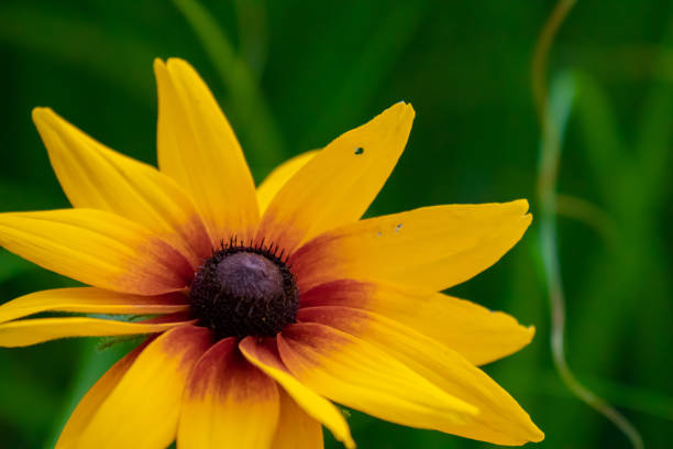 istock Summer meadow with colorful vegetation 1165939846