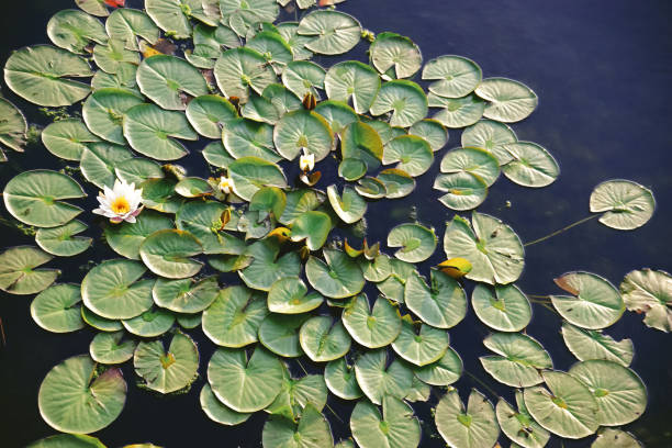 istock White lily in the pond 1165940695