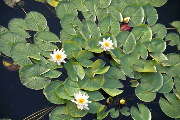 istock White lily in the pond 1165941622