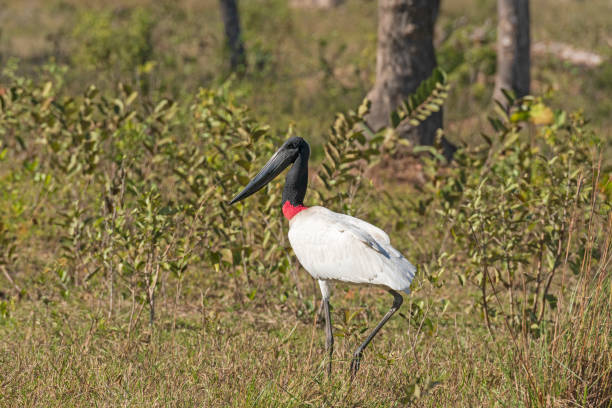 istock Jabiru Stork Walking in the Pantanal 1165942407