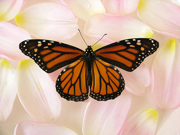 A monach having a litte sip at a a cone flower.