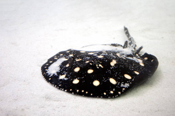 Xingu river ray at sand background. Black Leopoldi ray with yellow dots.