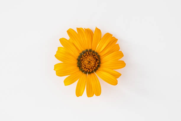 istock Beautiful orange flower chamomile on a uniform white background. Spring or summer background with copy space for text. Minimal concept, copy space, flat lay 1165951018