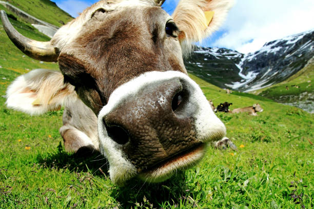 ein hübsches junges braunes rind mit hörnern in den bergen. eine neugierige kuh - alm bavaria mountain summer stock-fotos und bilder