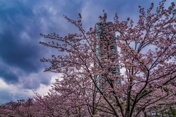 istock Sky and of Roppongi full bloom cherry cloudy 1165954825