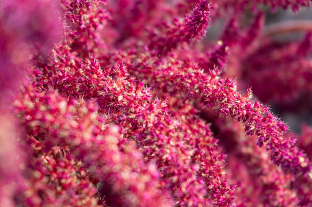 istock Bright pink flowers coarse organic texture background 1165956442