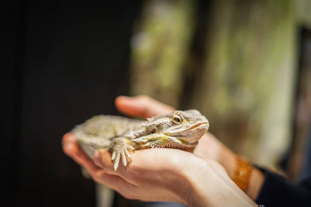 istock Image of iguana riding in hand 1165956504