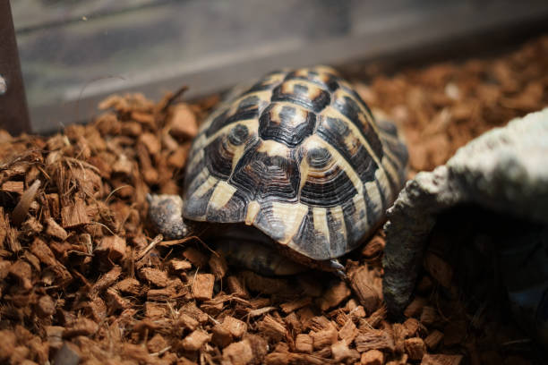 istock Image of Florida red-bellied cooter 1165956506
