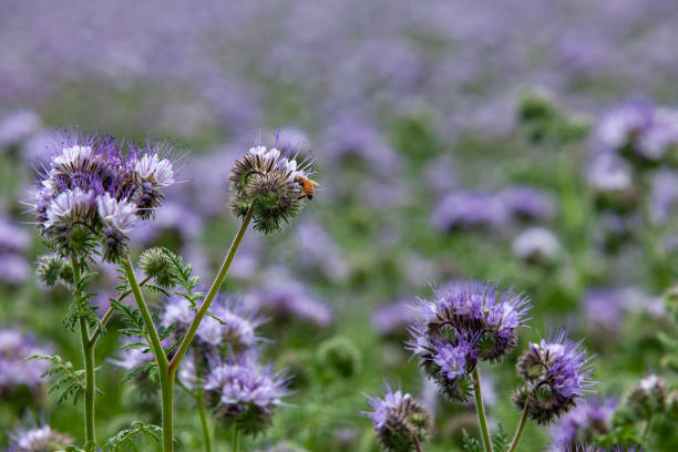 Bee pollinating Phacelia flower stock photo