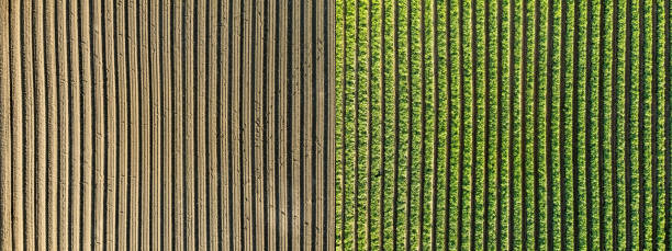 istock Before and After: agriculture over a soybean farm 1165959118