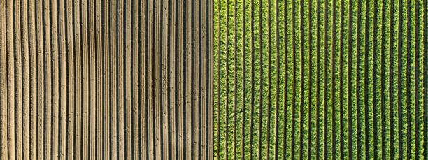Before and After: agriculture over a soybean farm Two images of the same field shot 4 months apart. Before growing season and after. irrigation equipment photos stock pictures, royalty-free photos & images