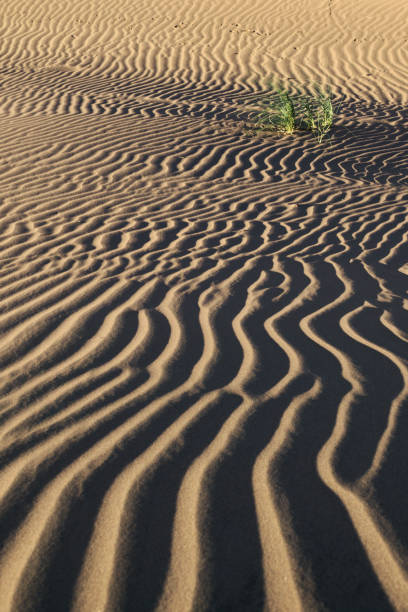 istock Sand ripples in the desert in Argentina 1165959151