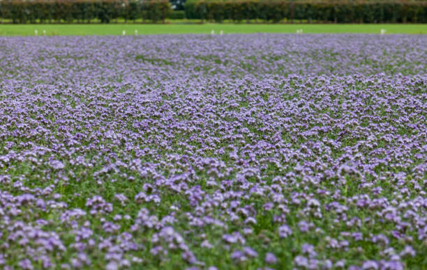 Phacelia crop on a farm in summer. stock photo